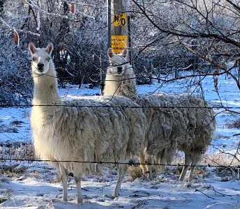 2019/365/335 What Do Ya Mean "NO" Llamas?