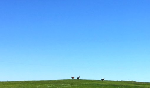 Three Llamas on a Hill