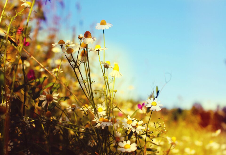 Heat grass holidays photo