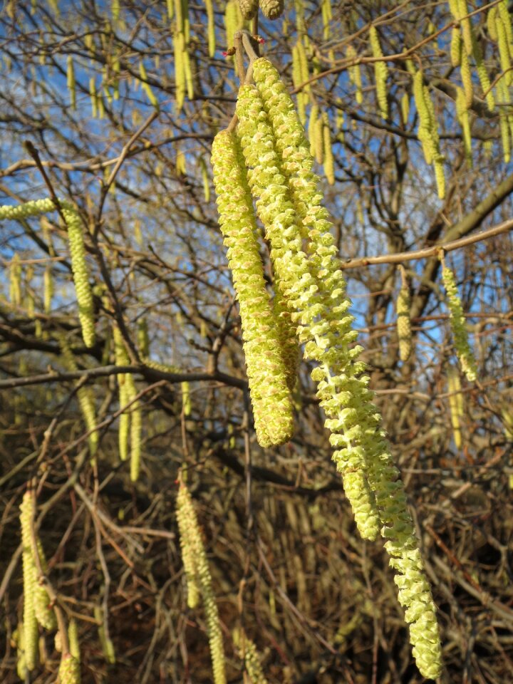 Macro flora botany