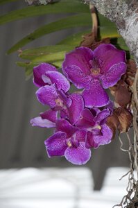 Flower plant orchid