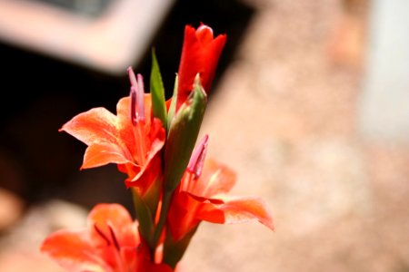 Red Flower