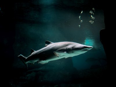 Shark Of The Deep