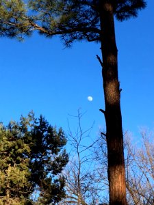One Moon To Moon Them All
