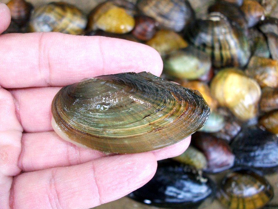 Scaleshell Mussel