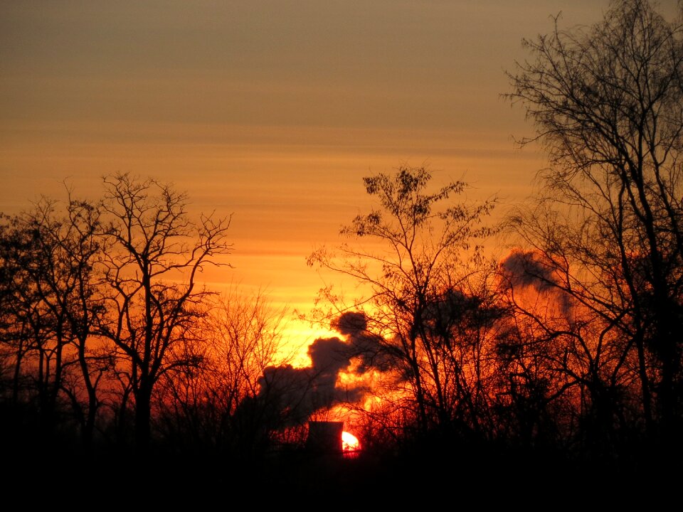 Dusk trees silhouettes