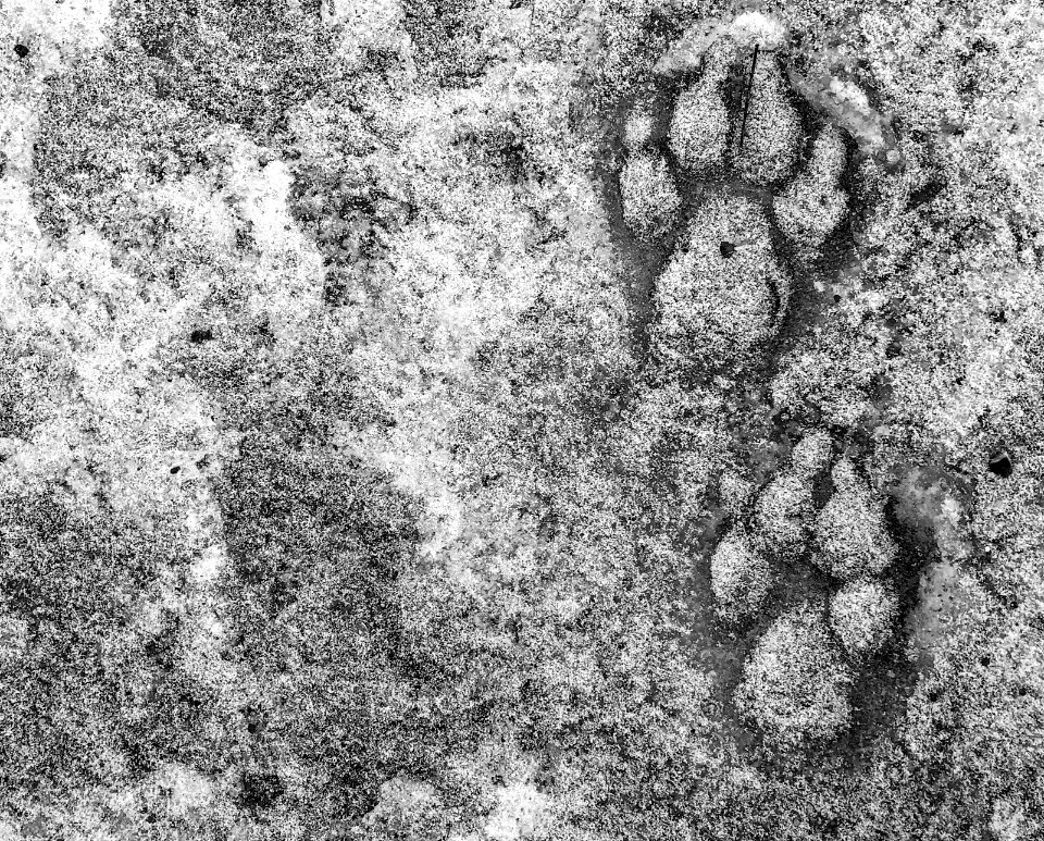 2020/366/36 Canis Lupus Familiaris Walking