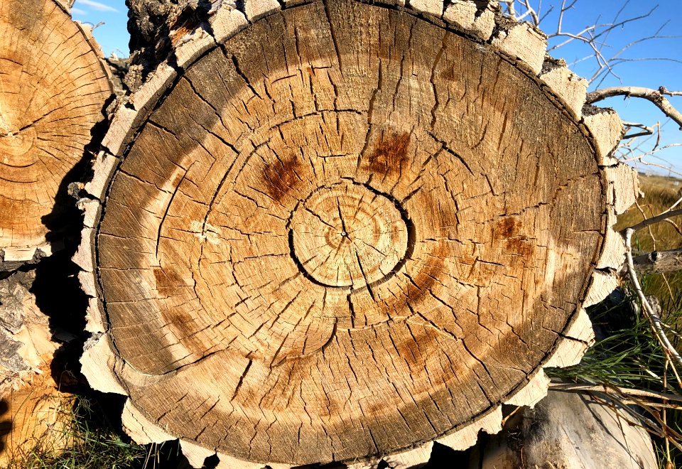 Happy As a Cut Log