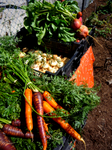 Midwest People's Garden