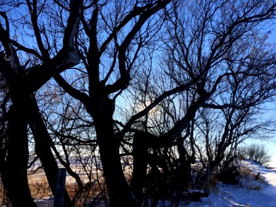 2019/365/67 In The Arboreal Network