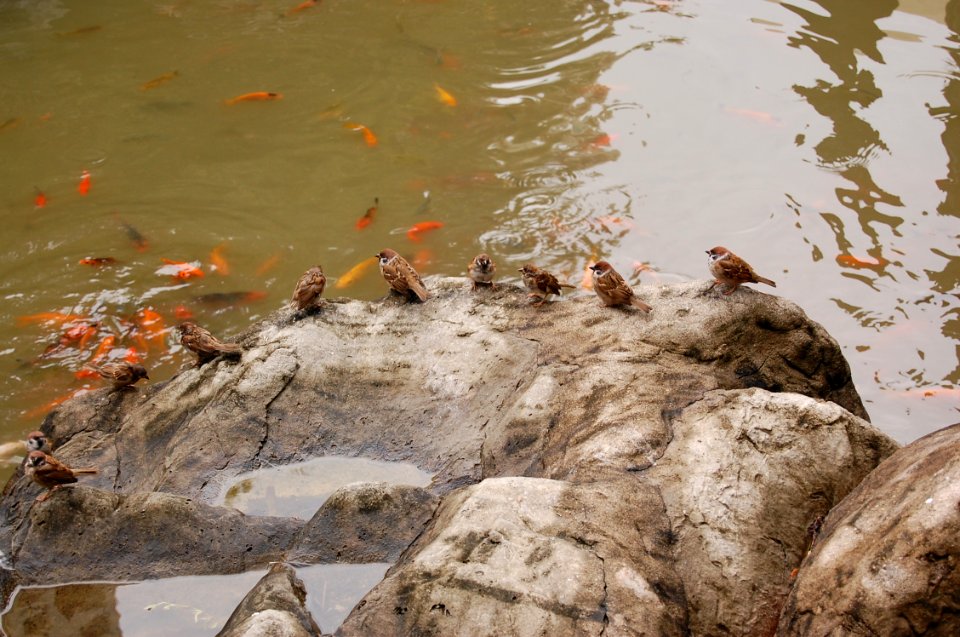 Birds on rock