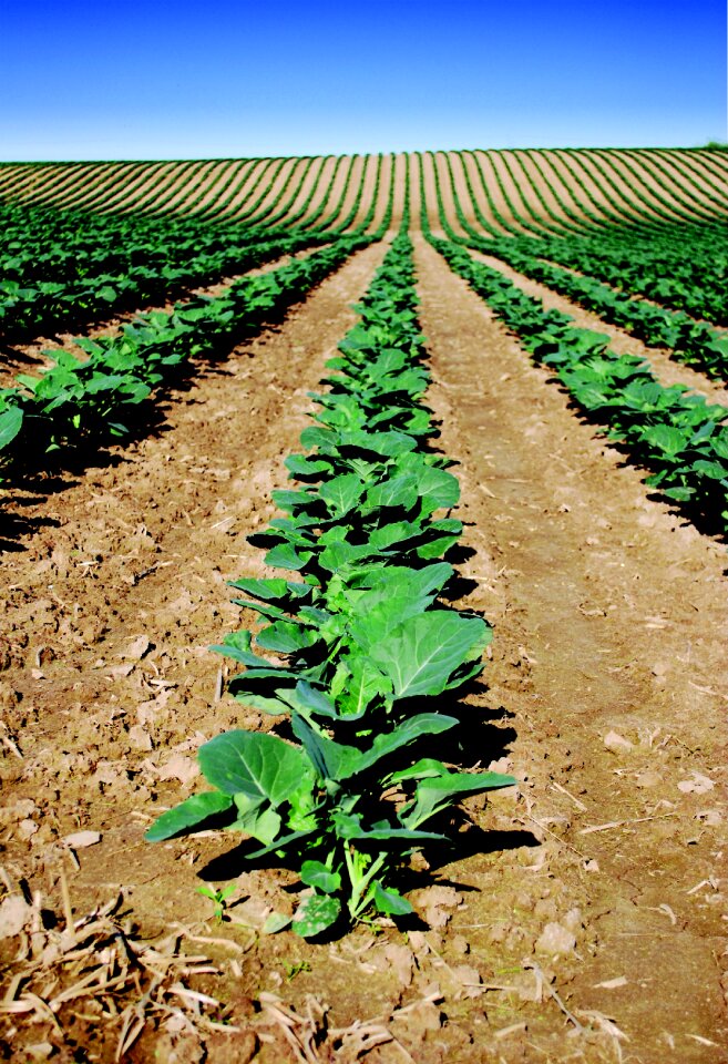 Field grow harvest