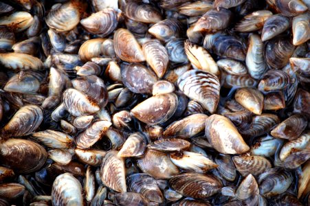 Zebra Mussels photo