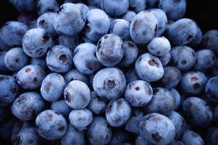 Berries blue organic photo