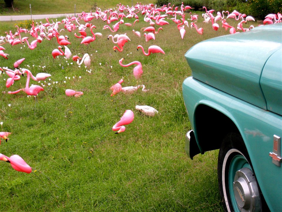 Pink Flock