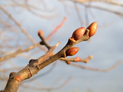 Great sallow buds branch