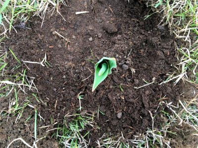 2019/365/122 A New Tulip photo