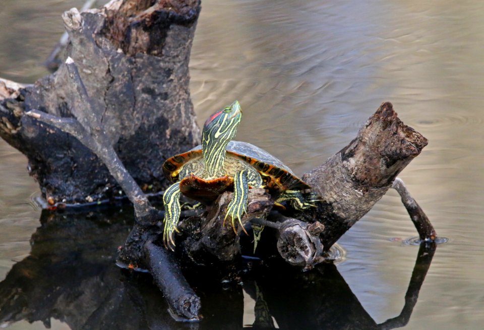 Red Eared Slider on branch