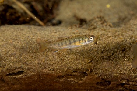 Juvenile Coho Salmon photo