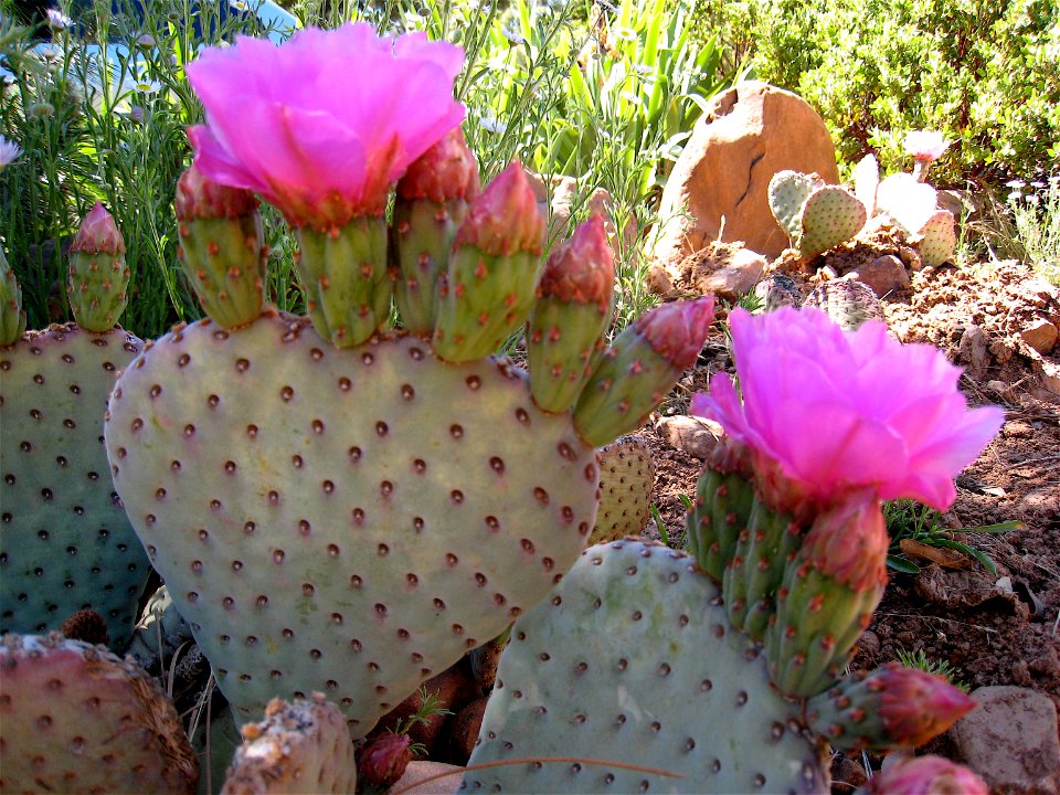 Beavertail Cactus Blooms