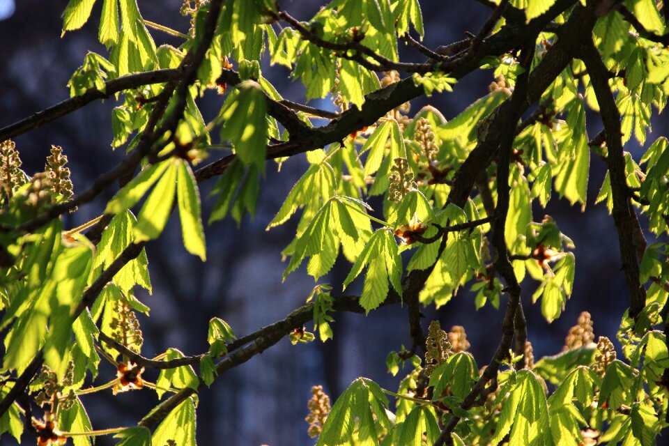 Leaves flowers sunshine