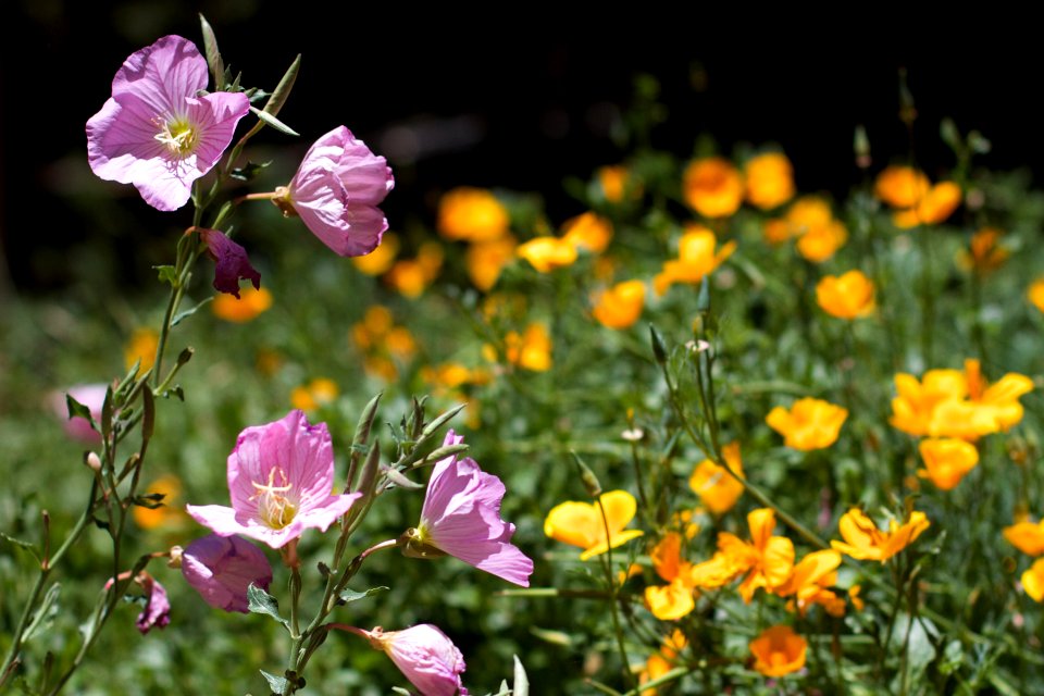 Pink and Yellow Flower Party Going On
