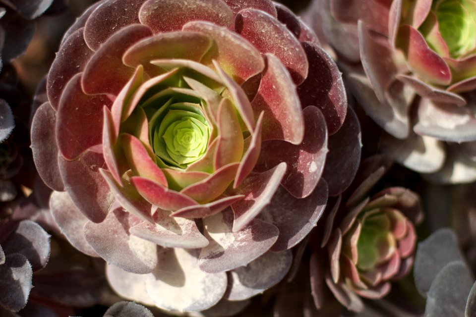 Holy Succulents!