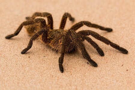 Arachnid hairy poisonous photo