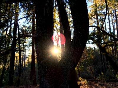 2017/365/361 That Juniper is a Sun Catcher photo