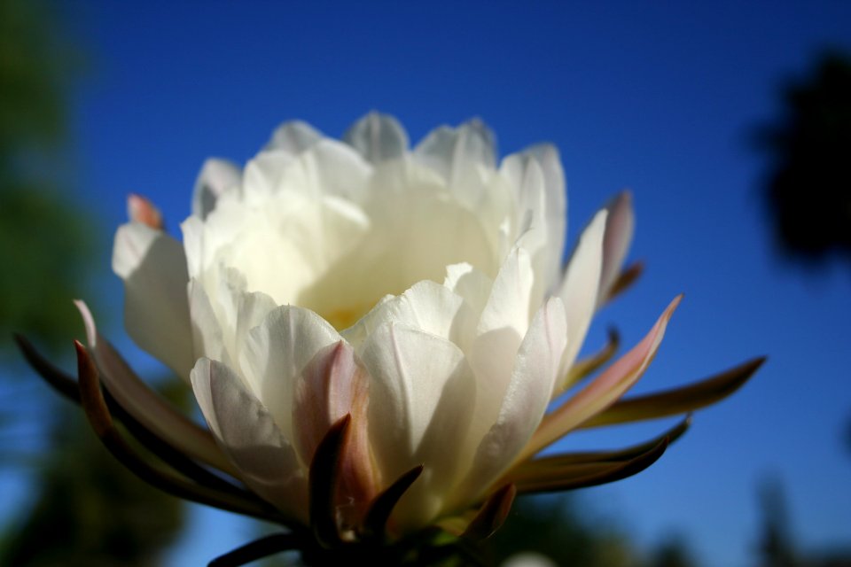 One Day Cactus Flower