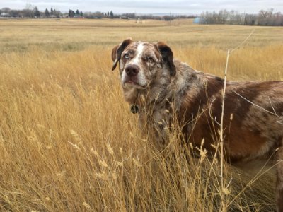 Shall We Run in the Grass?