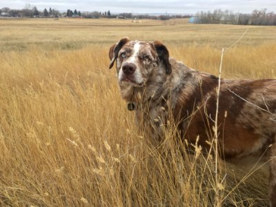 Shall We Run in the Grass? photo