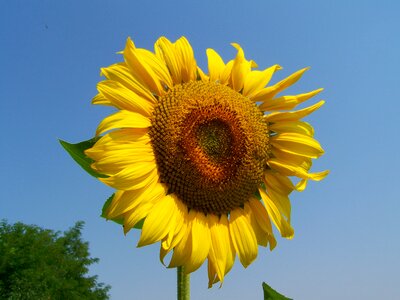 Sunflower yellow crops summer