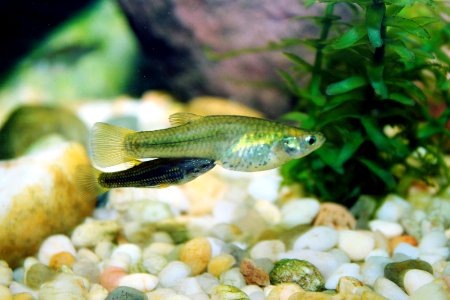 Gila Topminnow