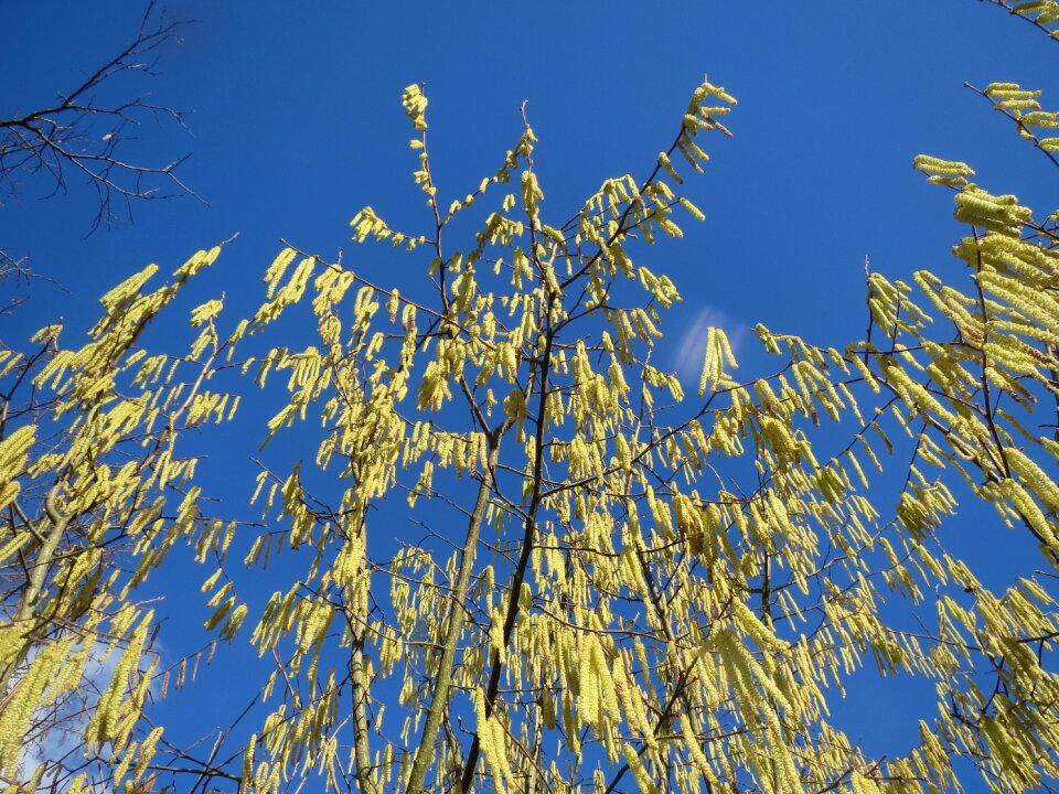 Tree inflorescence hazelnut