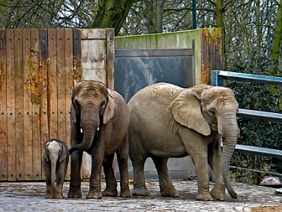 Elefanten - Elephant photo