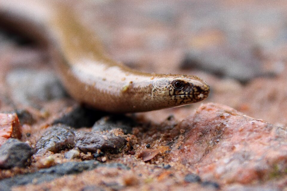 Close up ground animal