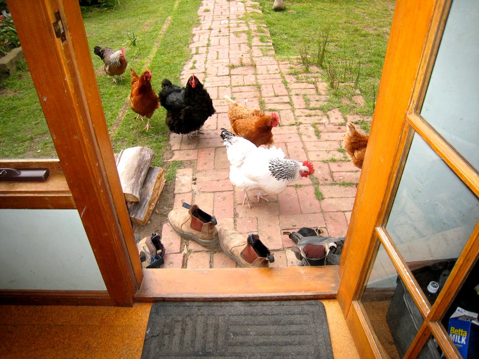 Chooks at the Door