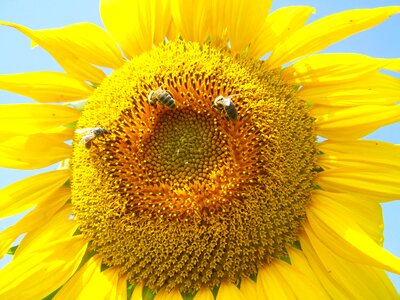 Sunflower yellow pollination summer
