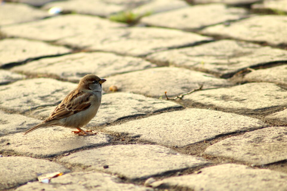 Animal road bird