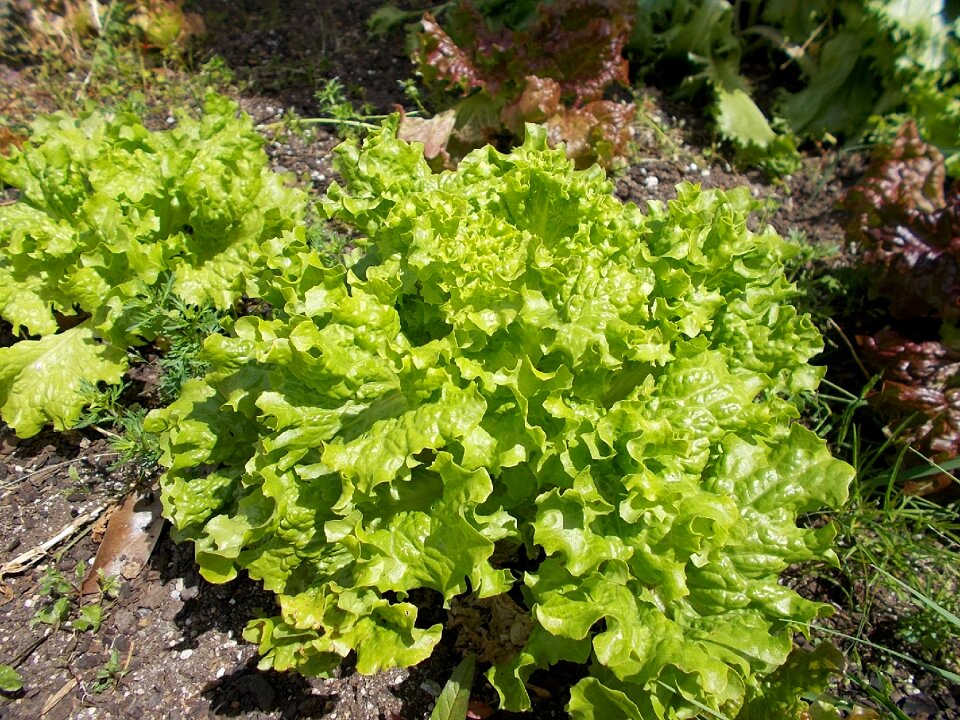 Field plants crop