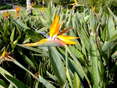 Questo fiore STERLIZIA è stato fotografato nel parco di JAZ Almaza Beach Resort  Marsa Matruh Egitto