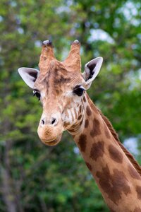 Close up animal portrait sweet