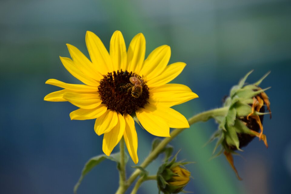 Yellow flower garden