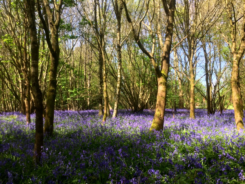 2018/365/112 Blue Bell Forest