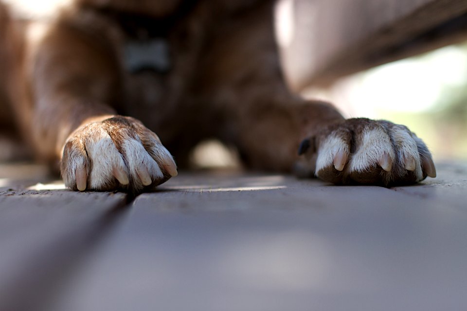 2017/365/135 Paw Power