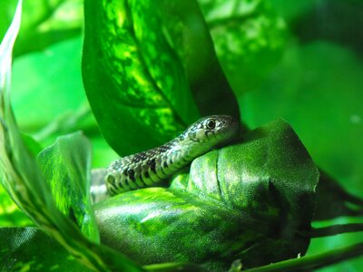 Snake sting animal