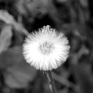 Pompon des montagnes