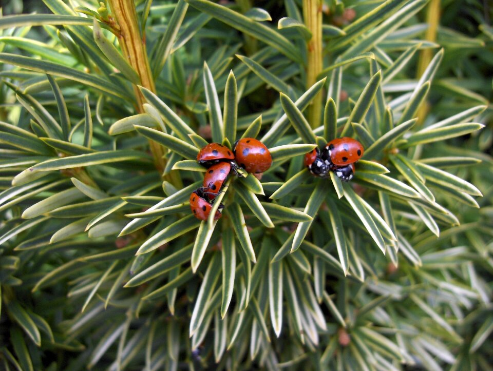 Insect spring nature