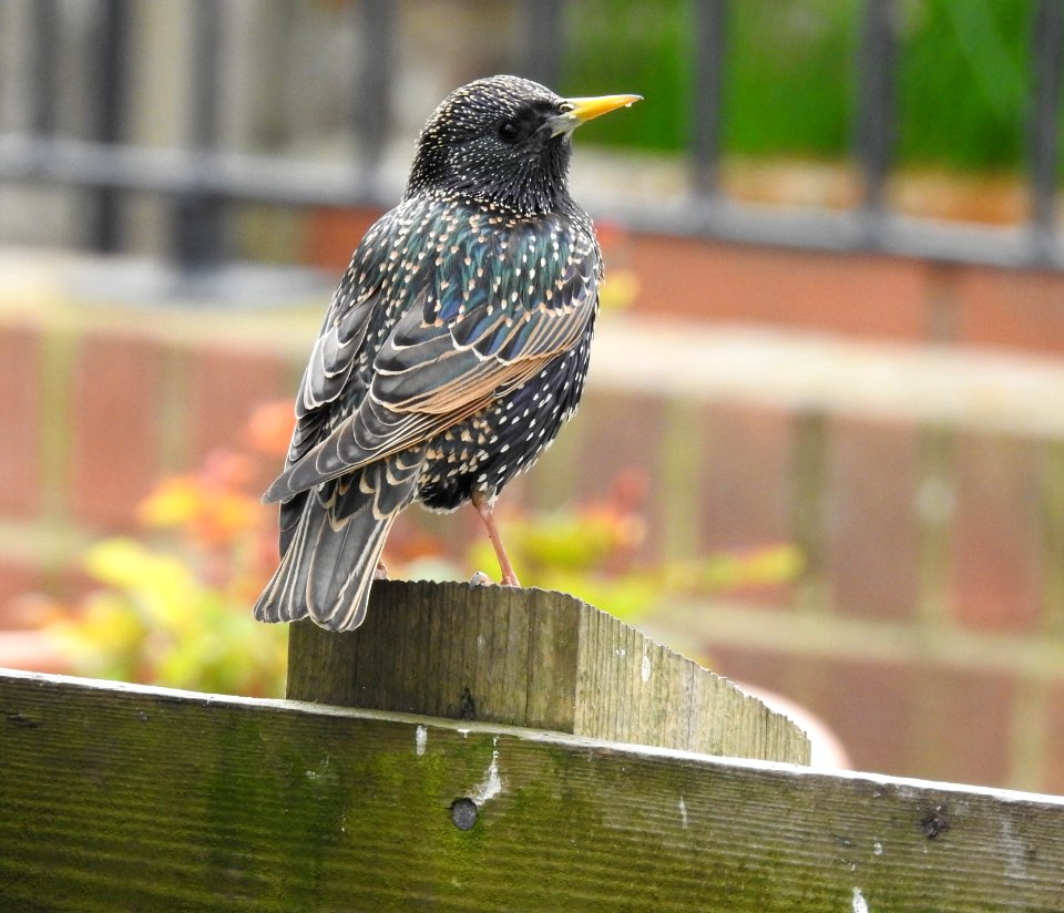 A darling Starling